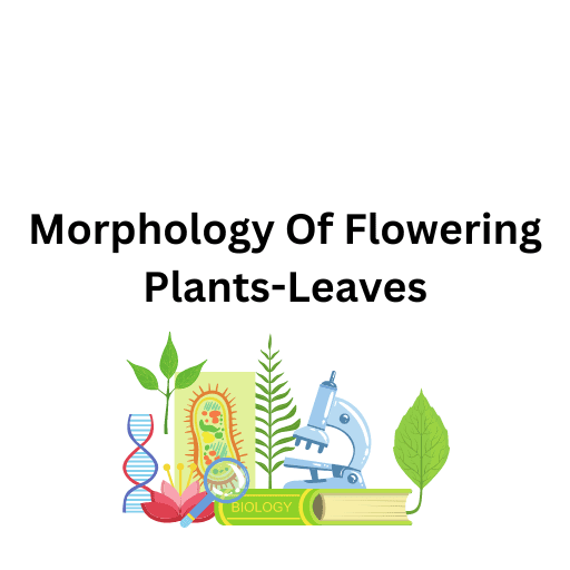 Morphology Of Flowering Plants-Leaves